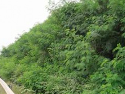 甘肅隴南道路邊坡植被恢復項目 甘肅隴南道路邊坡植被恢復項目 - 安平縣佰泰金屬絲網(wǎng)制品有限公司