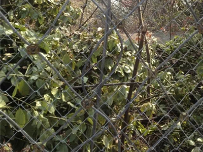 湖北黃石市白馬公園防護網(wǎng)案例 湖北黃石市白馬公園防護網(wǎng)案例 - 安平縣佰泰金屬絲網(wǎng)制品有限公司